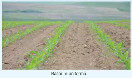 Corn-emergence omogene.jpg